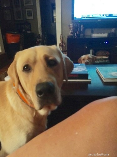 17 Pets That Will Delightfully Photobomb Your Memories