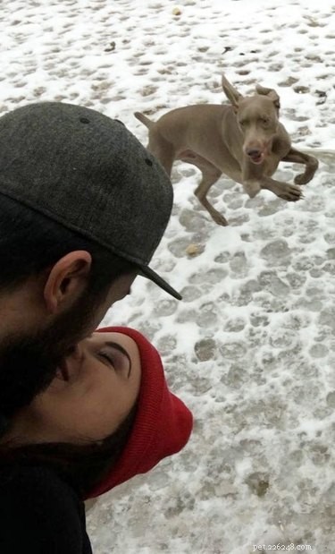 17 Pets That Will Delightfully Photobomb Your Memories
