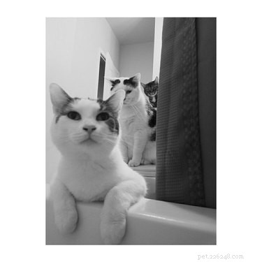 17 Pets That Will Delightfully Photobomb Your Memories