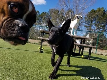 17 Pets That Will Delightfully Photobomb Your Memories