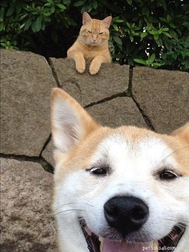 17 Pets That Will Delightfully Photobomb Your Memories