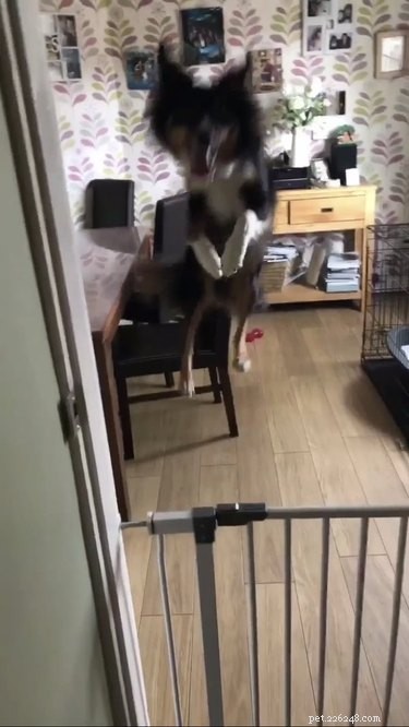 18 Hilarious Pet Photos That Will Make You Laugh Out Loud