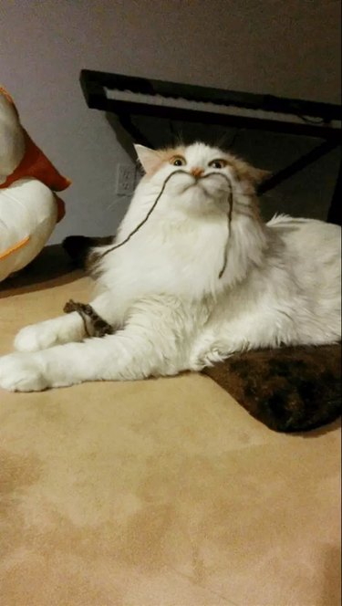 18 Hilarious Pet Photos That Will Make You Laugh Out Loud