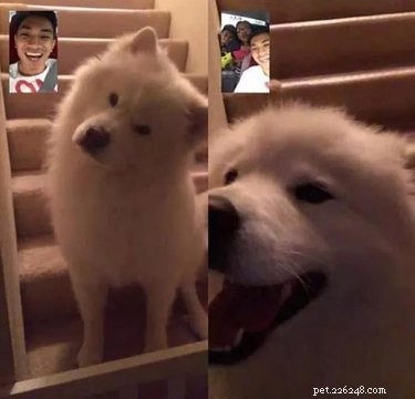 18 Hilarious Pet Photos That Will Make You Laugh Out Loud
