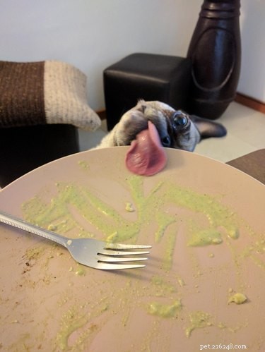 18 Hilarious Pet Photos That Will Make You Laugh Out Loud