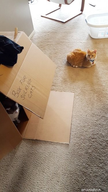 18 Hilarious Pet Photos That Will Make You Laugh Out Loud