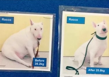 18 Hilarious Pet Photos That Will Make You Laugh Out Loud
