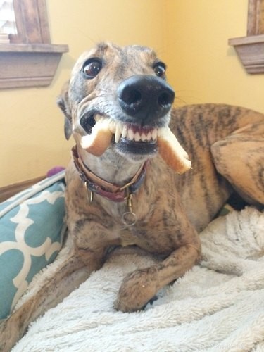 18 Hilarious Pet Photos That Will Make You Laugh Out Loud