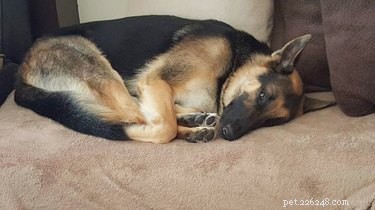 18 Hilarious Pet Photos That Will Make You Laugh Out Loud