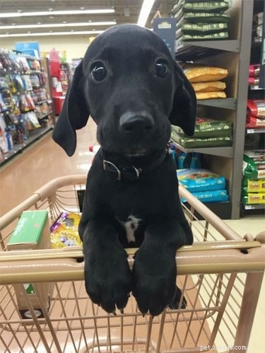 18 Hilarious Pet Photos That Will Make You Laugh Out Loud