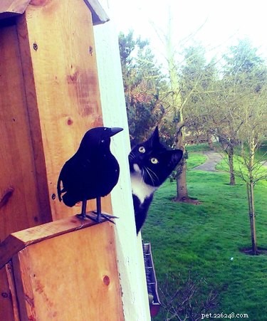 18 Hilarious Pet Photos That Will Make You Laugh Out Loud