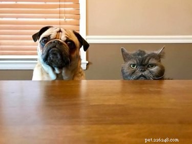 18 Hilarious Pet Photos That Will Make You Laugh Out Loud