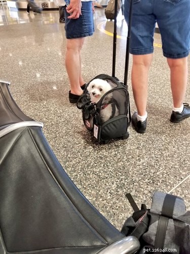 18 Hilarious Pet Photos That Will Make You Laugh Out Loud