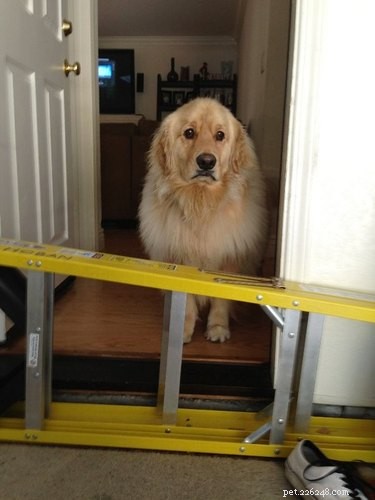 18 Hilarious Pet Photos That Will Make You Laugh Out Loud