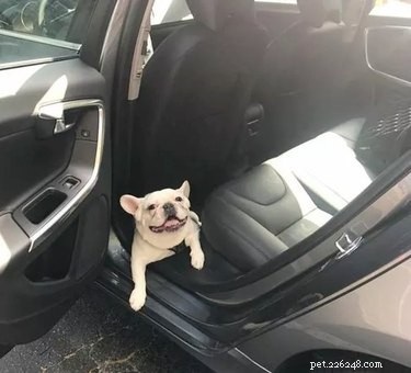18 Hilarious Pet Photos That Will Make You Laugh Out Loud