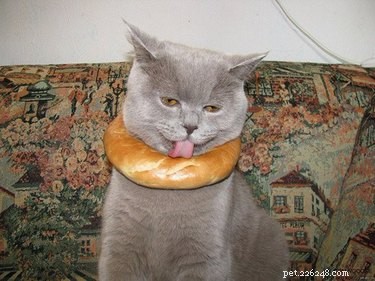 18 Hilarious Pet Photos That Will Make You Laugh Out Loud