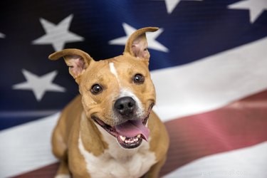 Help Best Friends Place 10,000 Shelter Pets in Loving Homes by July 4