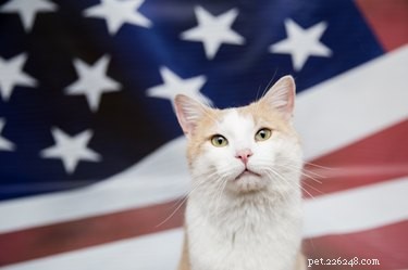 Help Best Friends Place 10,000 Shelter Pets in Loving Homes by July 4