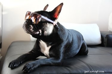 Help Best Friends Place 10,000 Shelter Pets in Loving Homes by July 4