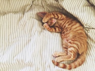Help Best Friends Place 10,000 Shelter Pets in Loving Homes by July 4