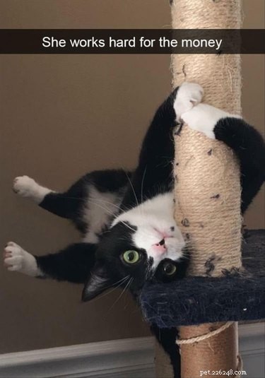 17 Delightful Pet Antics That’ll Brighten Your Day