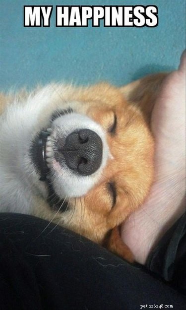 17 Delightful Pet Antics That’ll Brighten Your Day