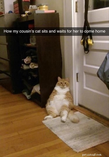 17 Delightful Pet Antics That’ll Brighten Your Day