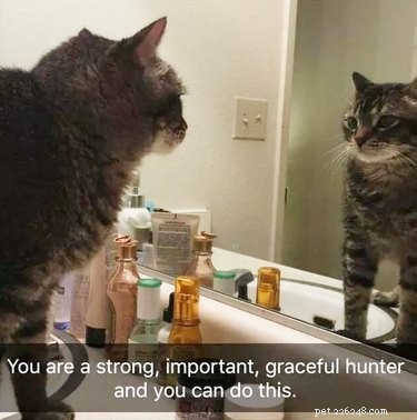 17 Delightful Pet Antics That’ll Brighten Your Day