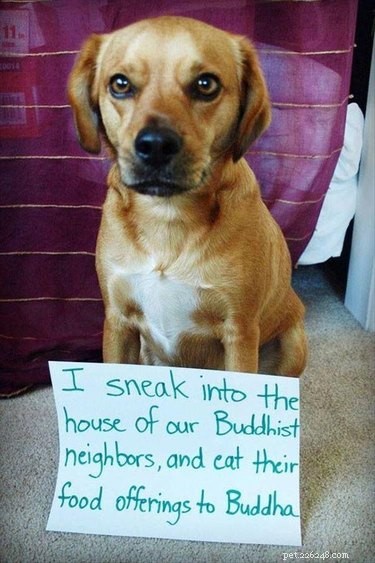 17 Delightful Pet Antics That’ll Brighten Your Day