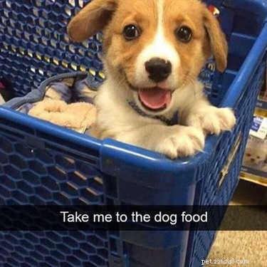 17 Delightful Pet Antics That’ll Brighten Your Day