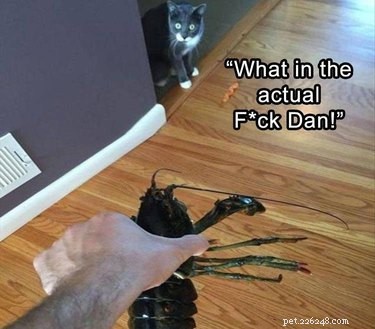 17 Delightful Pet Antics That’ll Brighten Your Day