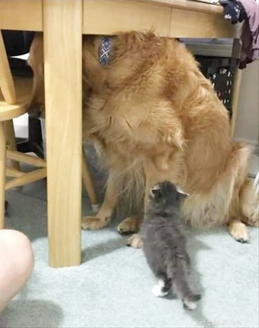 17 Delightful Pet Antics That’ll Brighten Your Day