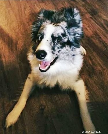 17 Delightful Pet Antics That’ll Brighten Your Day