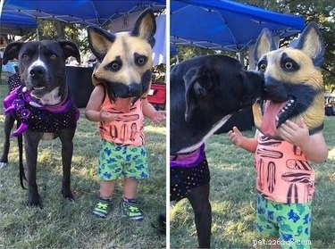 17 Delightful Pet Antics That’ll Brighten Your Day