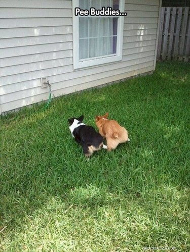 17 Delightful Pet Antics That’ll Brighten Your Day