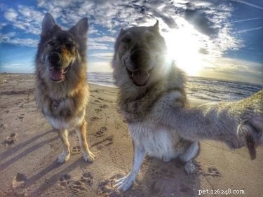 17 Delightful Pet Antics That’ll Brighten Your Day