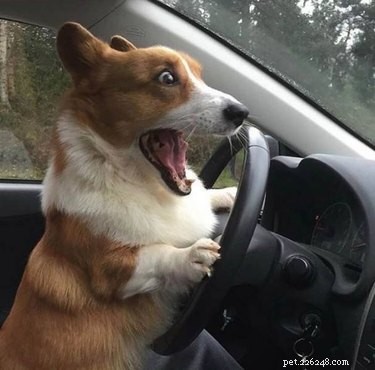 17 Delightful Pet Antics That’ll Brighten Your Day