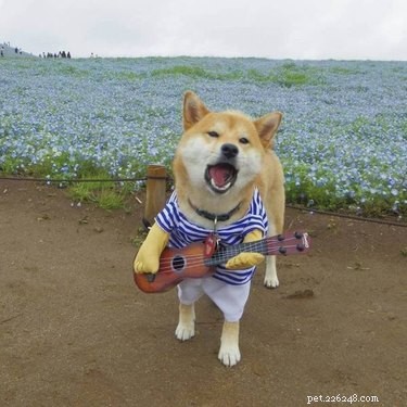 17 Delightful Pet Antics That’ll Brighten Your Day