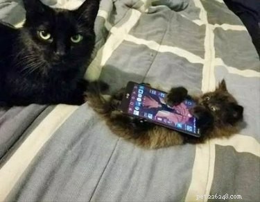 17 Delightful Pet Antics That’ll Brighten Your Day