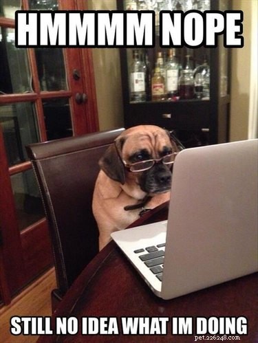 17 Delightful Pet Antics That’ll Brighten Your Day