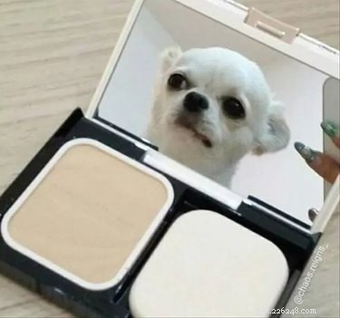 17 Adorable Pet Memes Guaranteed to Brighten Your Day