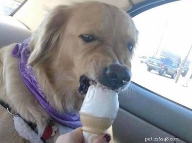 17 Adorable Pet Memes Guaranteed to Brighten Your Day
