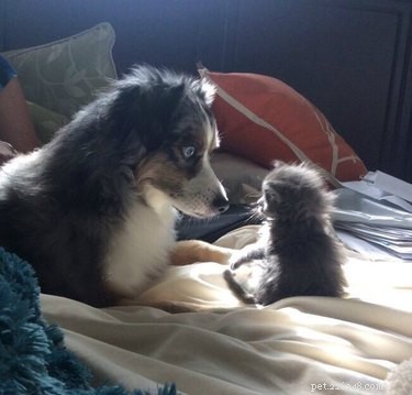17 Adorable Pet Memes Guaranteed to Brighten Your Day