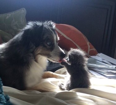 17 Adorable Pet Memes Guaranteed to Brighten Your Day