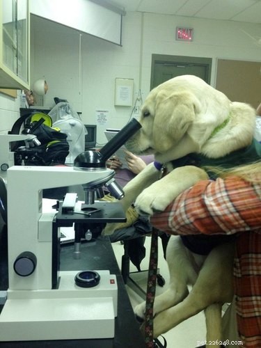 17 Adorable Pet Memes Guaranteed to Brighten Your Day