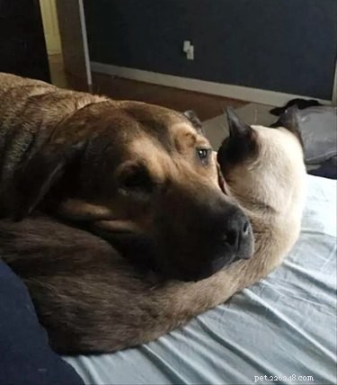 17 Adorable Pet Memes Guaranteed to Brighten Your Day