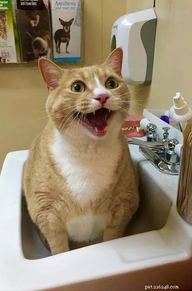 17 Adorable Pet Memes Guaranteed to Brighten Your Day
