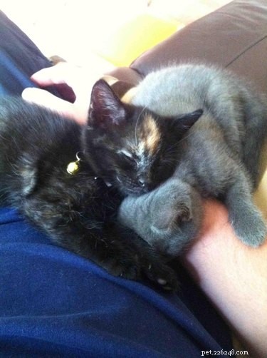 17 Adorable Pet Memes Guaranteed to Brighten Your Day