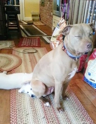 17 Adorable Pet Memes Guaranteed to Brighten Your Day