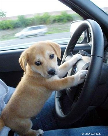 17 Adorable Pet Memes Guaranteed to Brighten Your Day